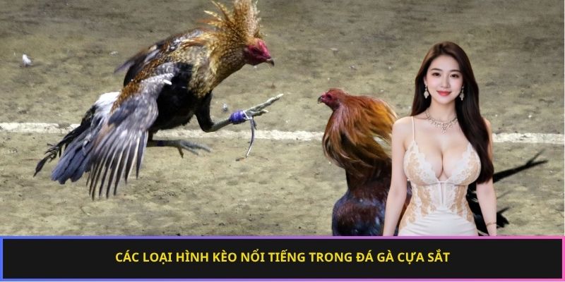 Các loại hình kèo nổi tiếng trong đá gà cựa sắt