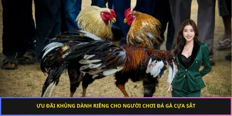 Ưu đãi khủng dành riêng cho người chơi đá gà cựa sắt