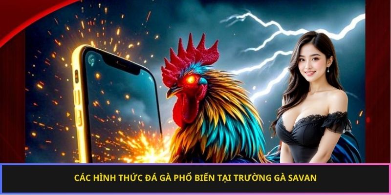 Các hình thức đá gà hấp dẫn nhất tại trường gà Savan